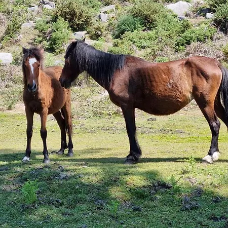 Casa de Férias Casa Da Mimi