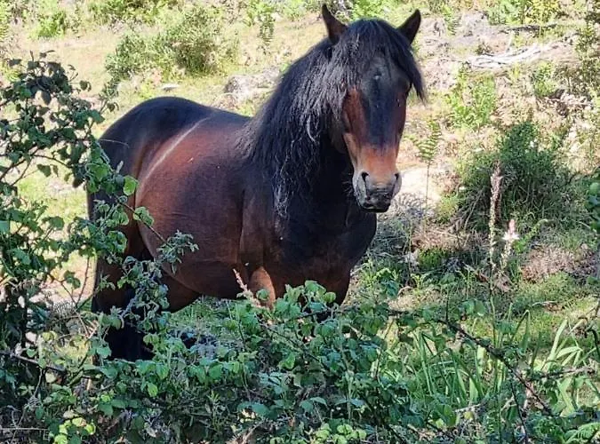 Casa Da Mimi Dom wakacyjny